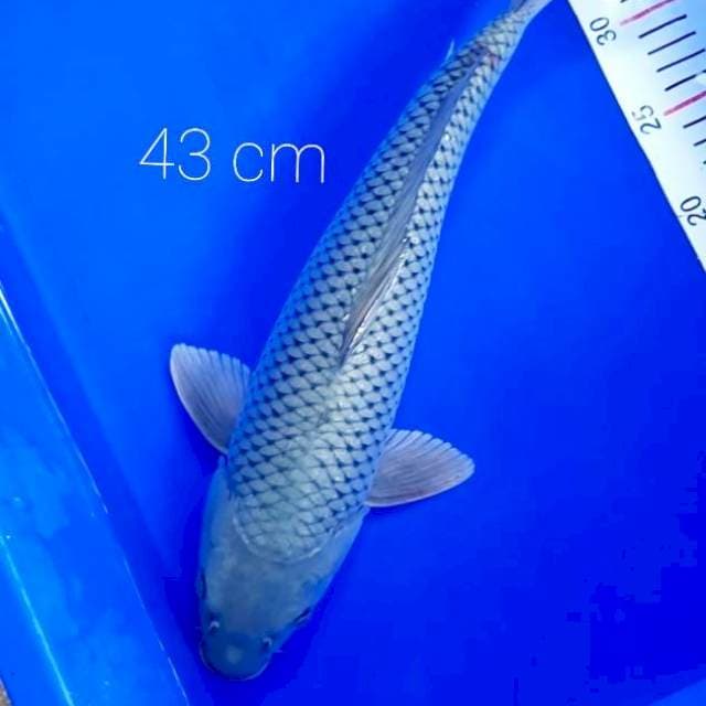 Jumbo 43 cm