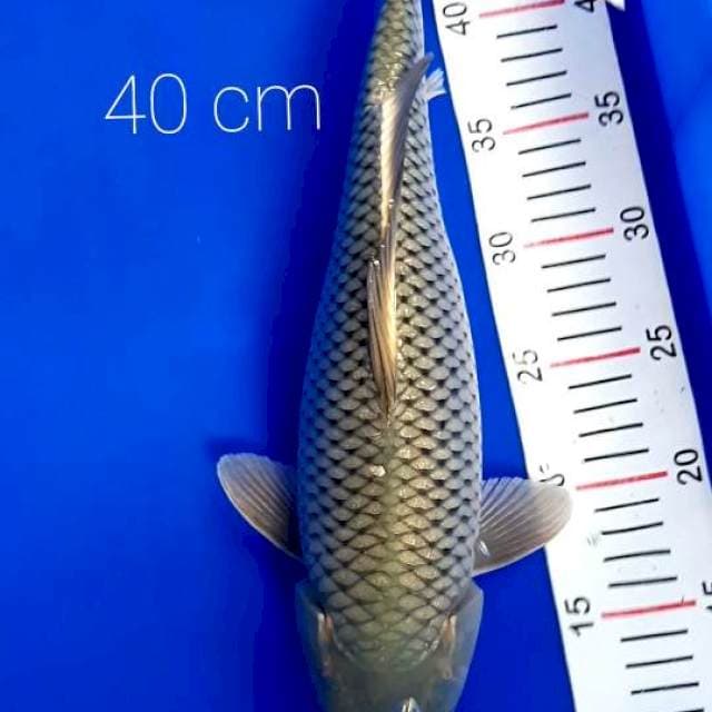 Jumbo 40 cm
