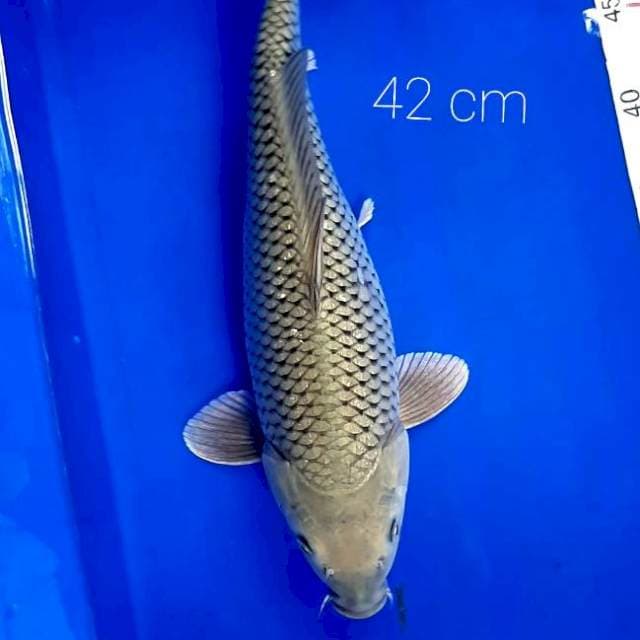 Jumbo 42 cm