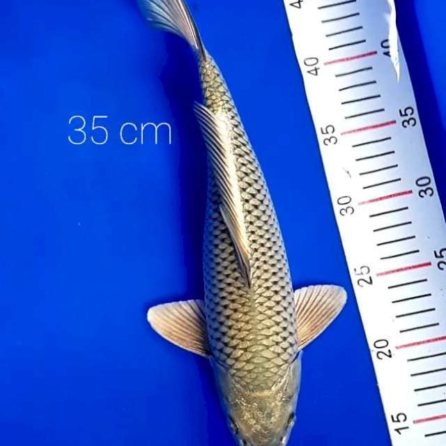 Soragoi 35 cm