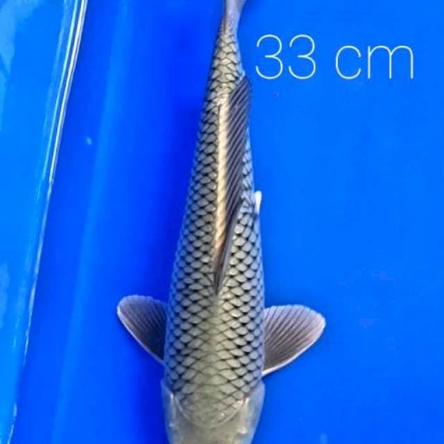 Soragoi 33 cm