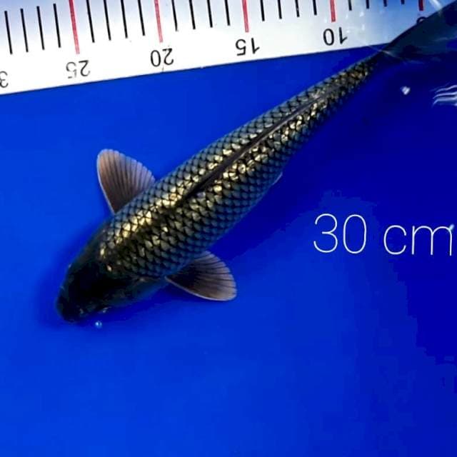 Black diamond 30 cm