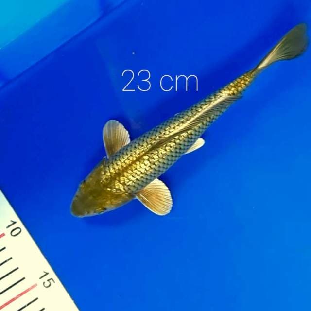Midori 23 cm