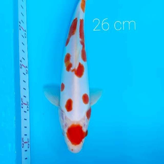 Kohaku 26 cm