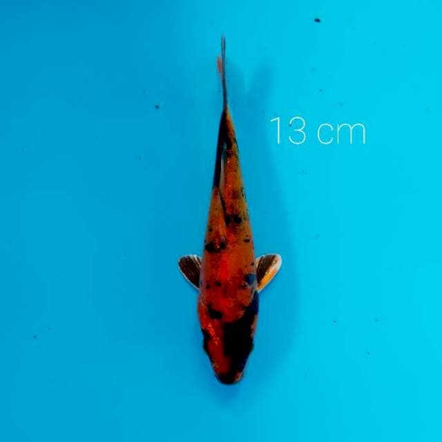 Kin utsuri doit 13 cm