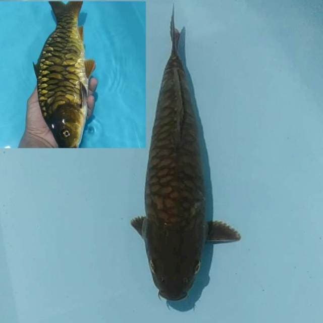 ✔️ GOLDEN CORN ARAGOKE  34cm.sirip kanan munter