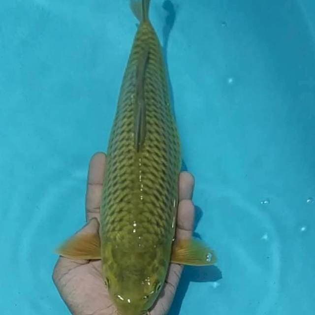 ✔️ GOLDEN CORN midori 32cm