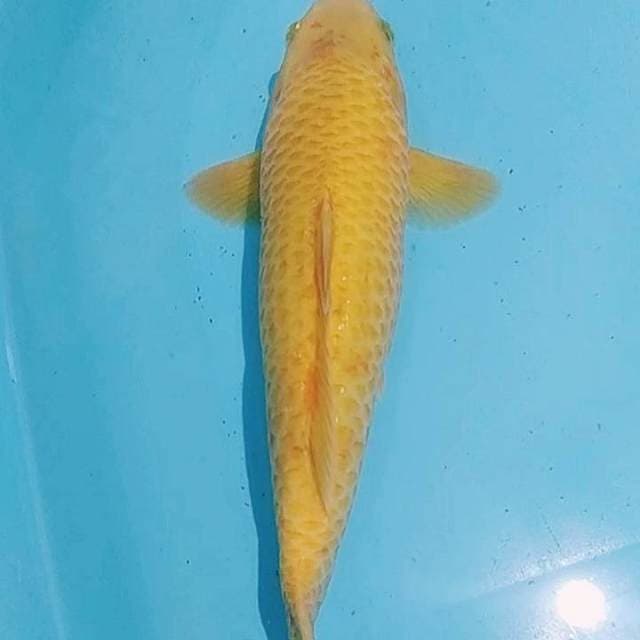 ✔️ NANASHI GOLDEN CORN 29cm (PUNUK UNTA)