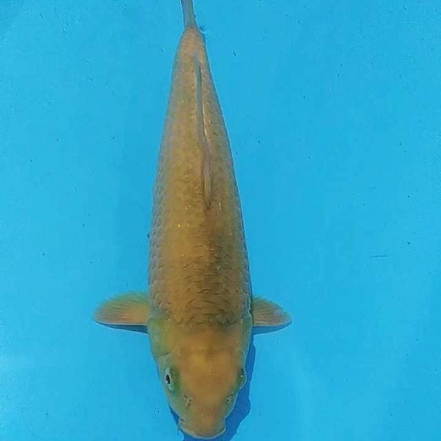 ✔️ GOLDEN CORN 32cm(punuk)