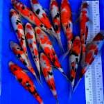 Paket sanke joss 24-28cm 12ekor