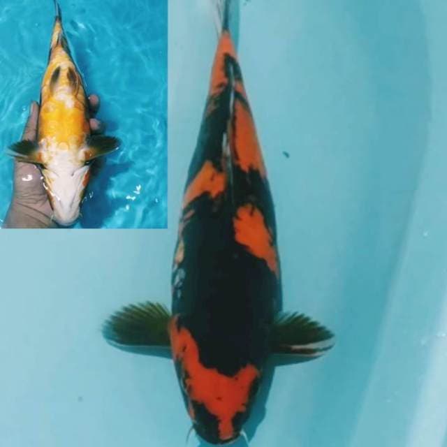 ✔️ hi utsuri aragoke 30cm(tembus)