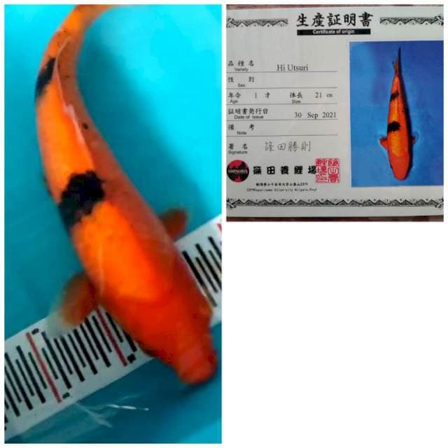 Hi Utsuri Shinoda 31cm