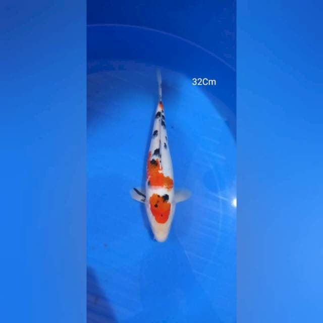 Maruten Sanke 32Cm