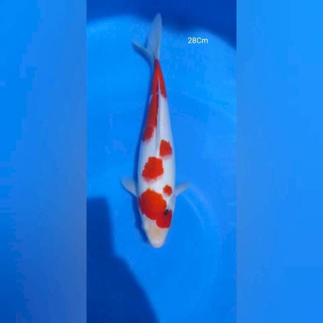 Sanke 28Cm