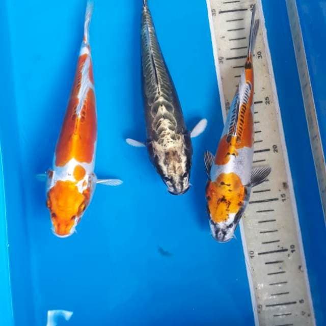 Mukasi Doit&Kiko Bagus