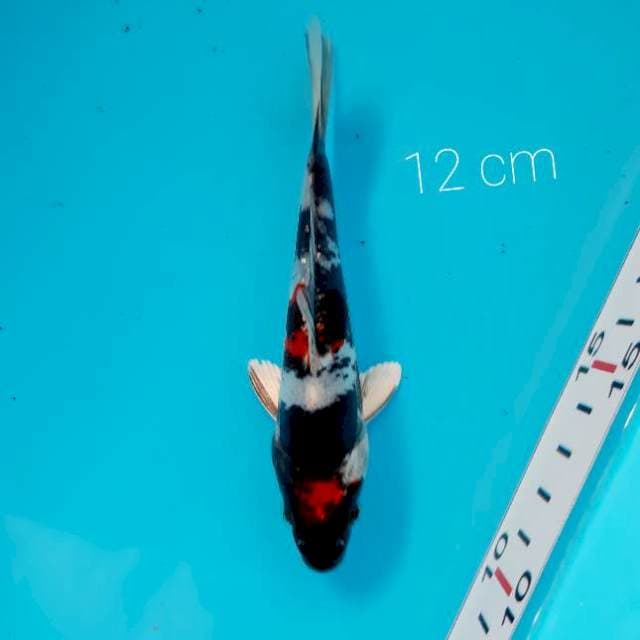 Kin showa doitsu12 cm