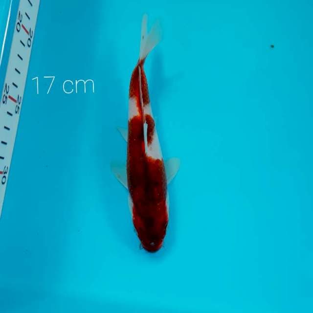 Goromo 17 cm