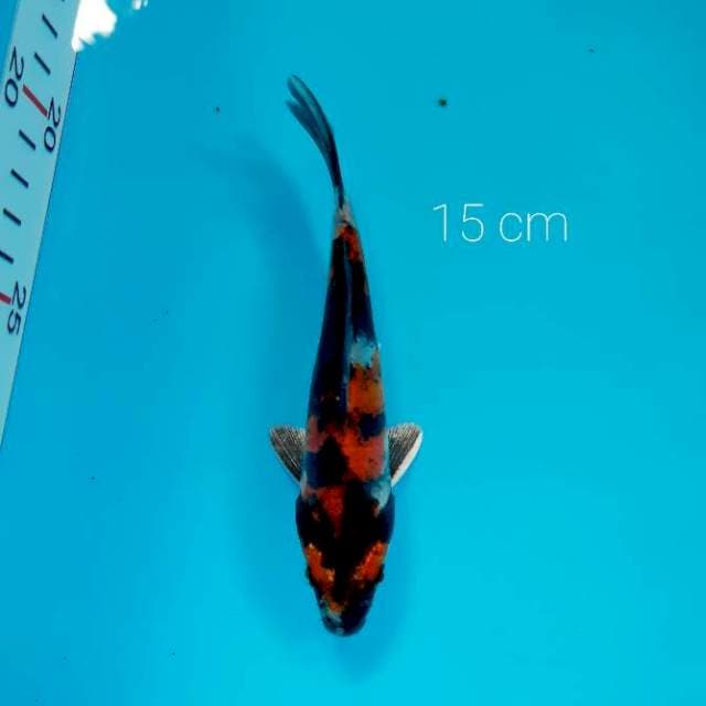 Showa doitsu 15 cm