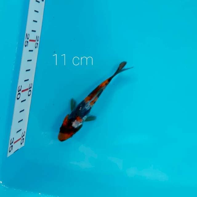 Bahan doitsu 11 cm