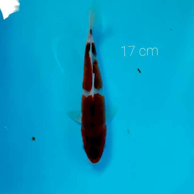 Goromo 17 cm