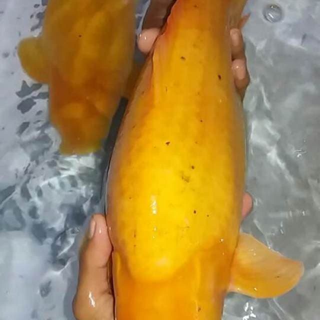 KARASHI BODY IMPORT SEMPURNA PUNUK