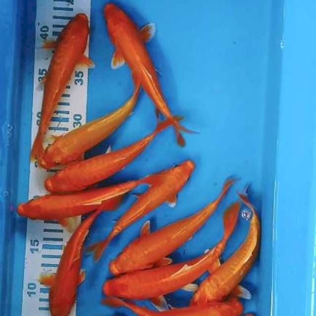 Ogon doidsu 17-20cm 15ekor