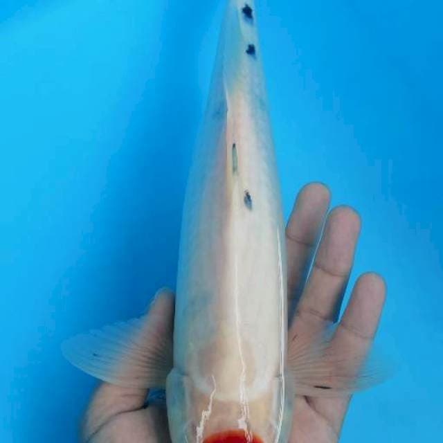 Tc Sanke 33cm