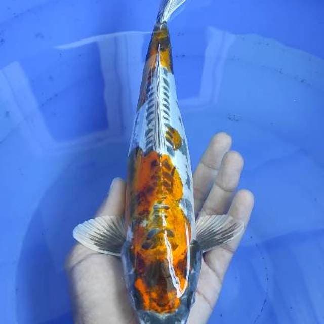 Kikkokuryu Top 30cm
