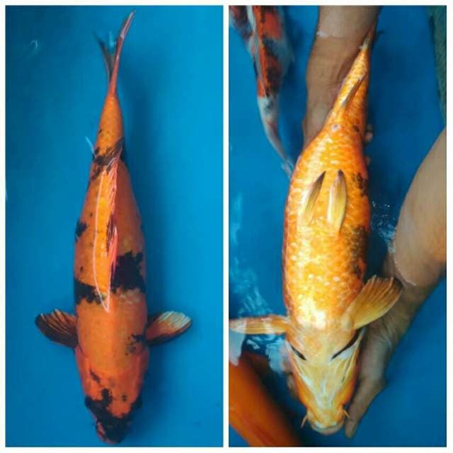 Okawa Jumbo Kin Ki utsuri