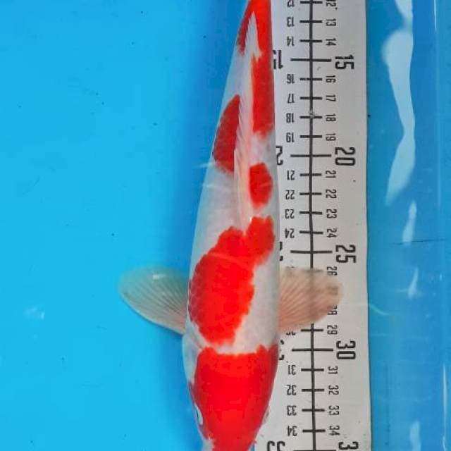 Kohaku 30cm