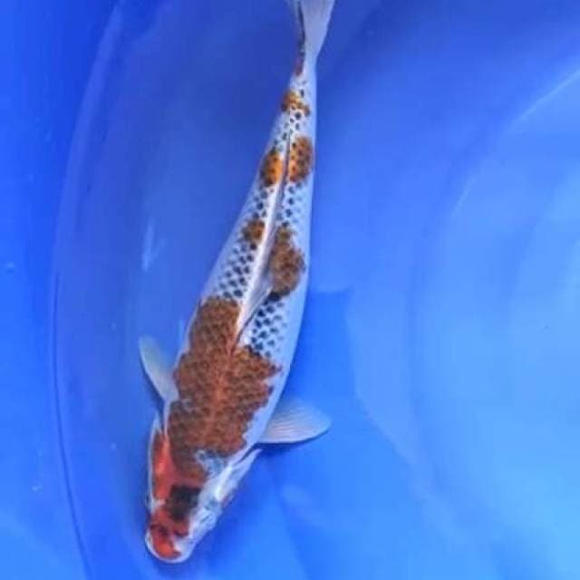 koromo 39cm