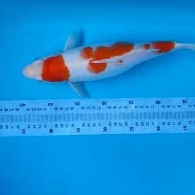 kohaku 34cm betina