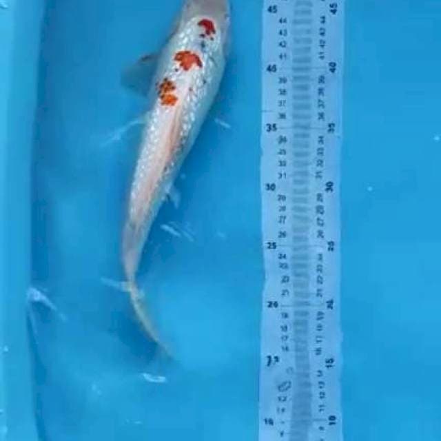 sanke full ginrin 33cm jantan