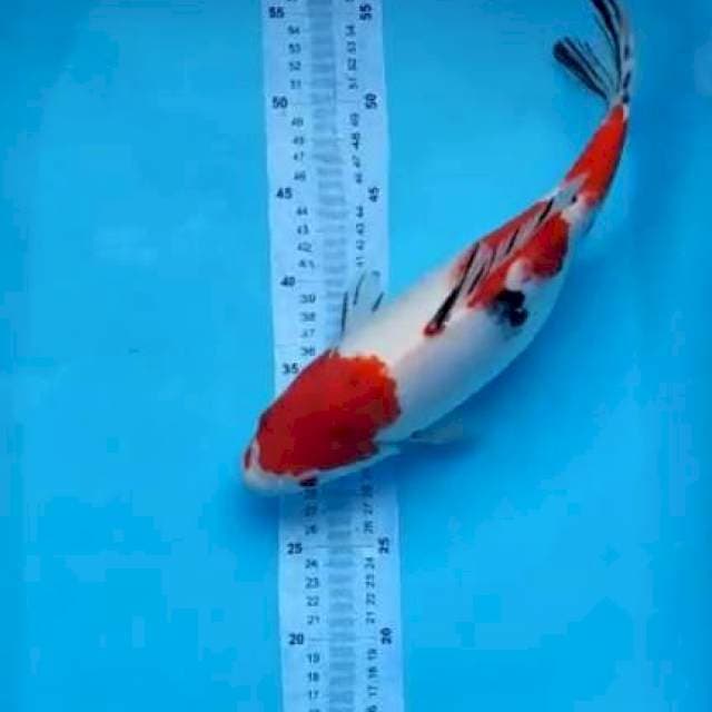 sanke 36cm strong
