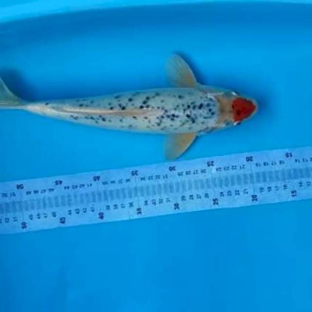 maruten 37cm jantan