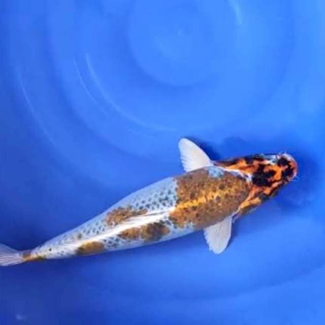 40cm betina