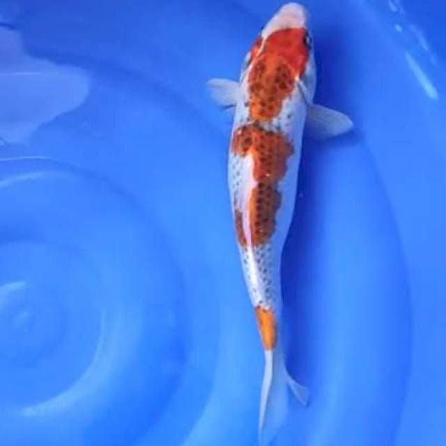 koromo 39cm jantan
