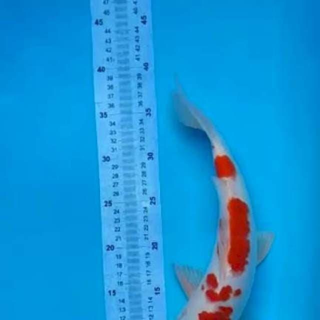 kohaku 35cm jantan