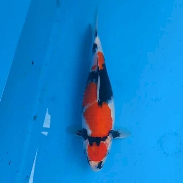Showa halus 30cm