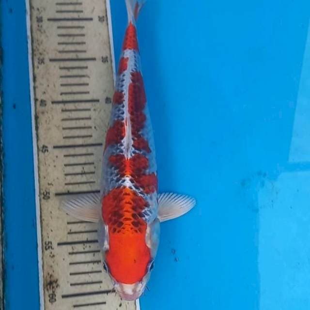Kujaku 34cm