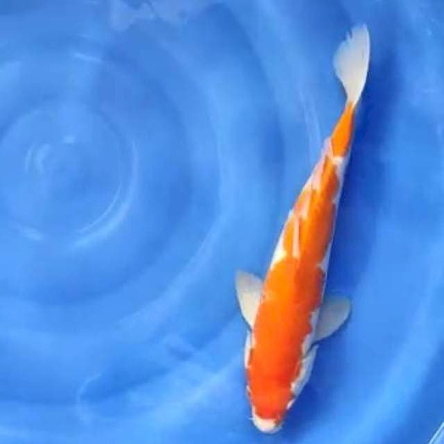 kohaku 39cm jantan