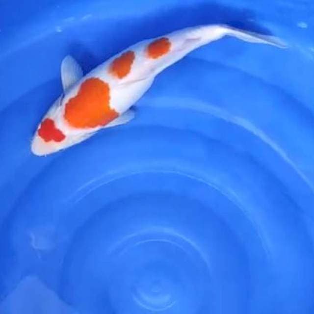 kohaku 40cm betina