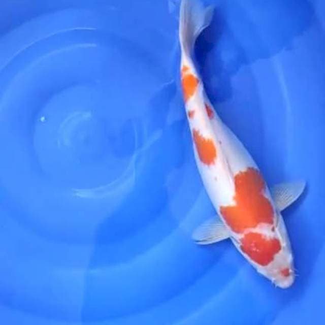kohaku 39cm betina