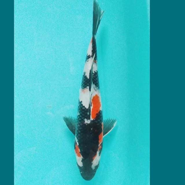 Showa 26cm