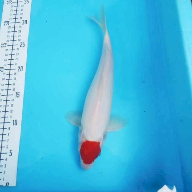 Tc. Kohaku 28cm
