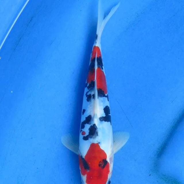 Sanke doitsu original 21cm