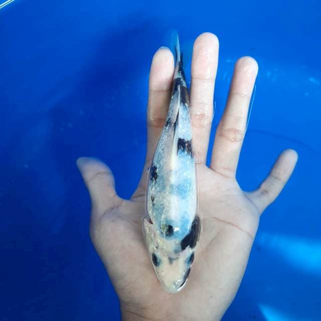 Shiro 17cm