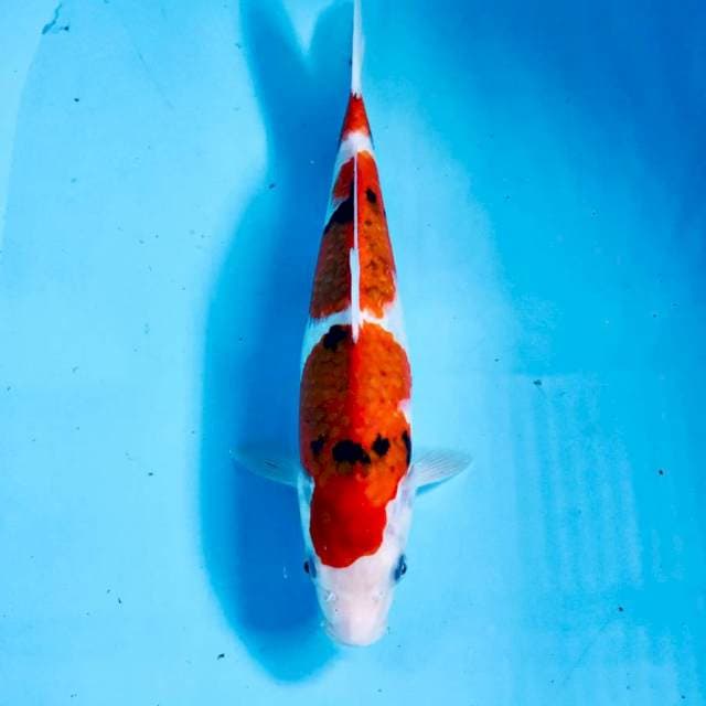 Koromo Sanke, 27 cm