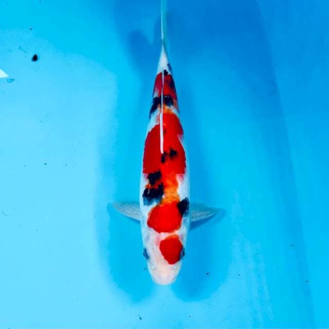 Sanke, 27 cm