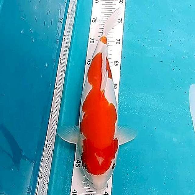 🔵 kohaku doitsu 36cm